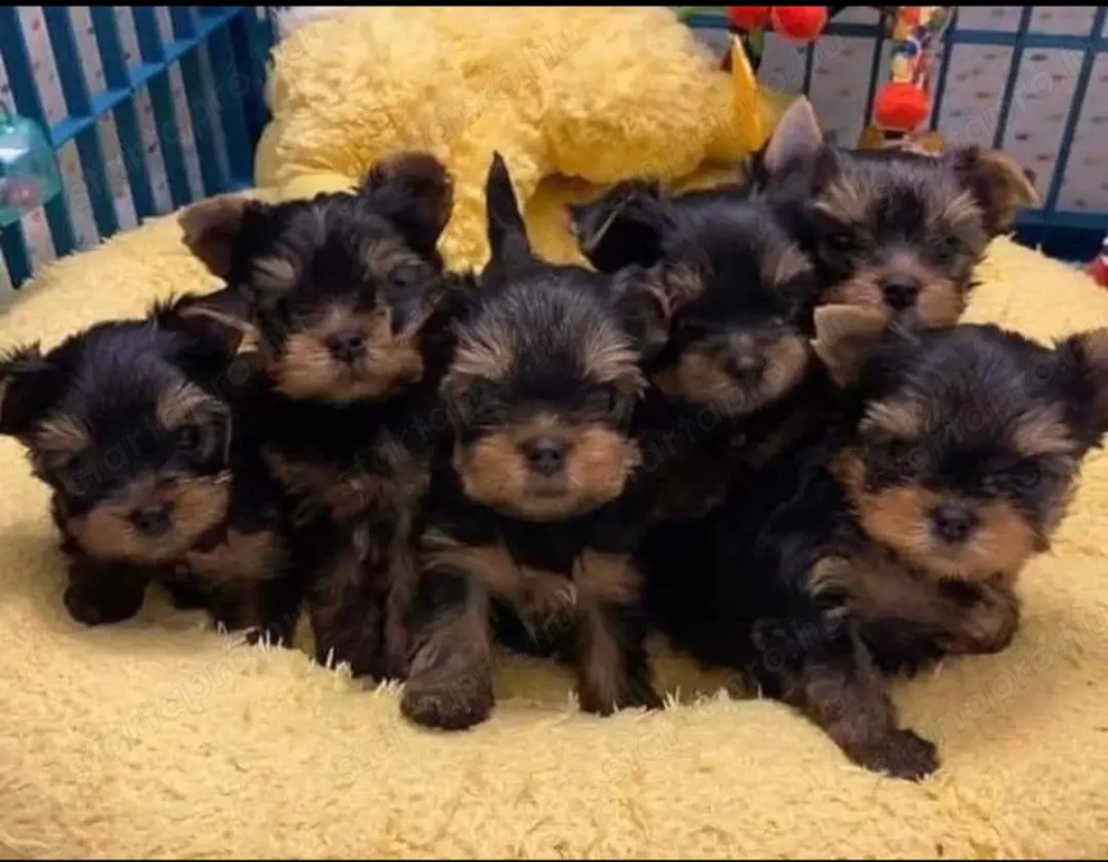 Mini méretű yorkshrie terrier kölykök 