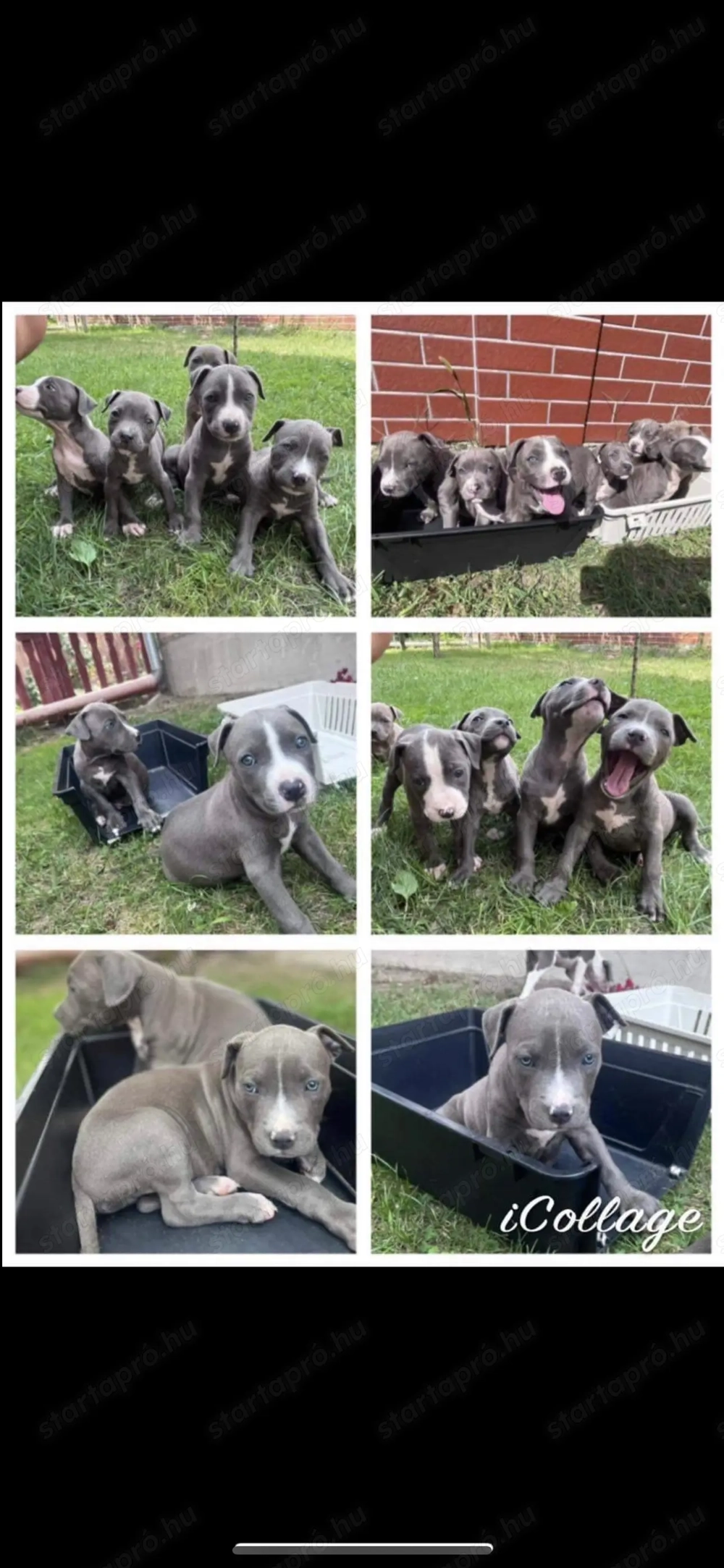 Staffordshire terrier