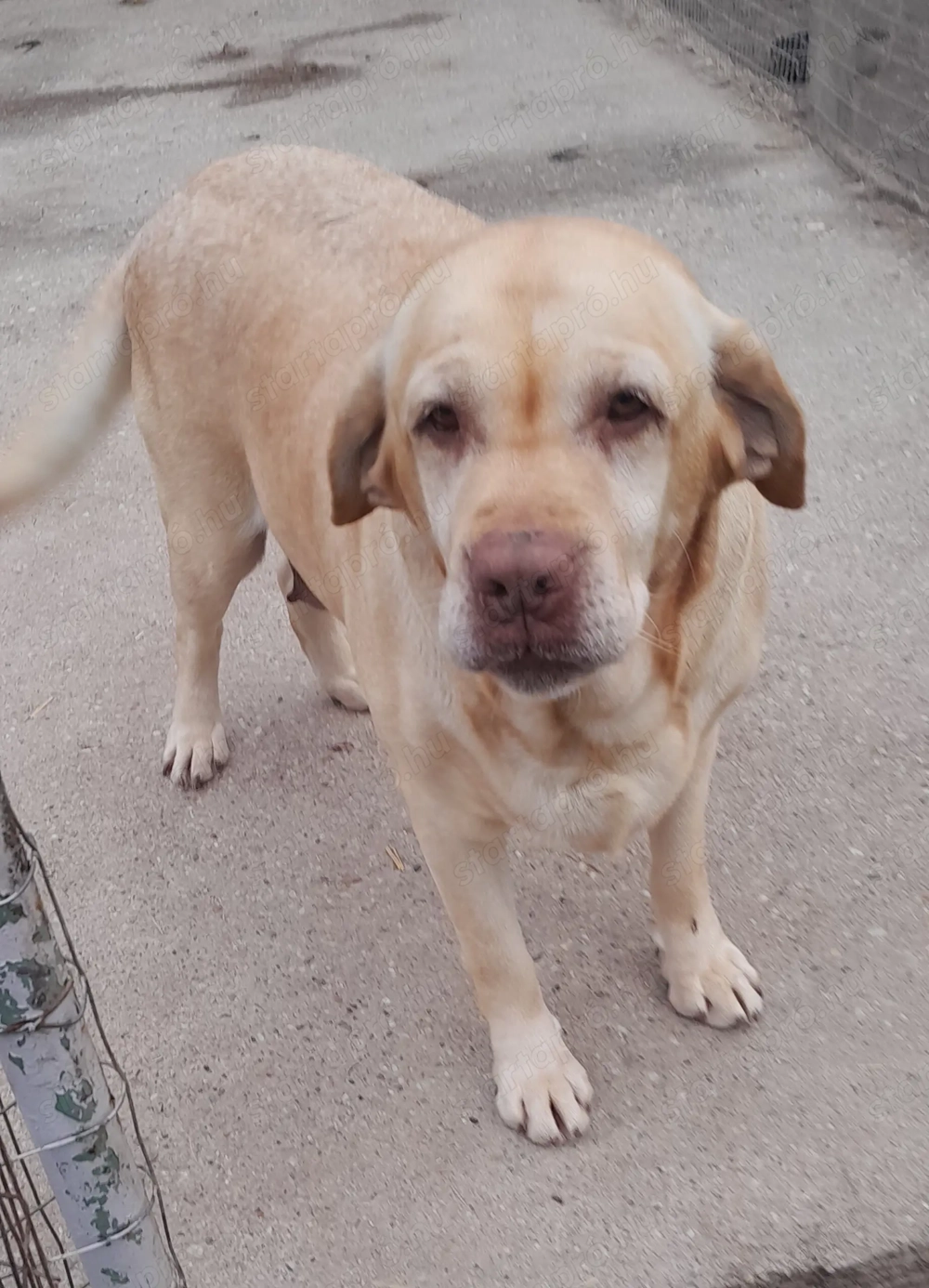 5 éves labrador szuka ingyen elvihető