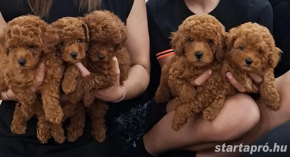   toy uszkár kiskutyák  