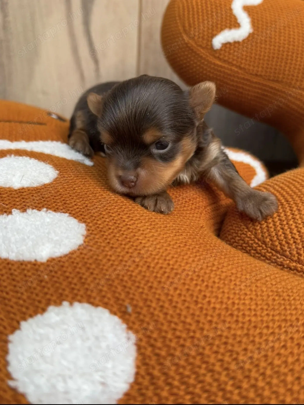 Csokoládé színű yorki fiúk