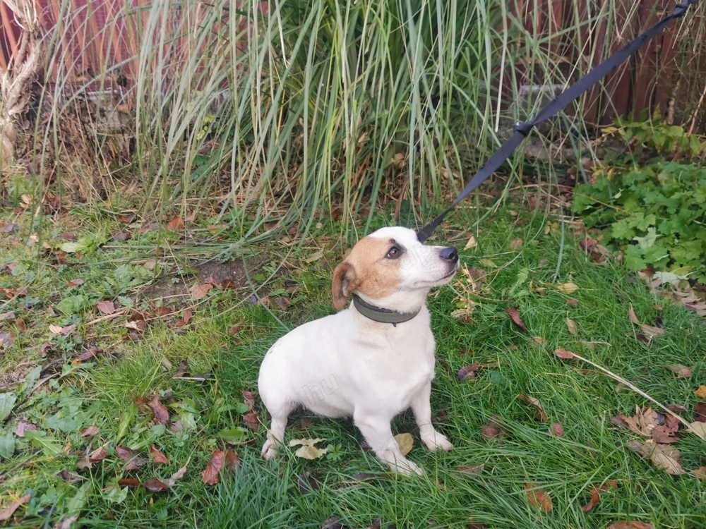 Jack Russell terrier