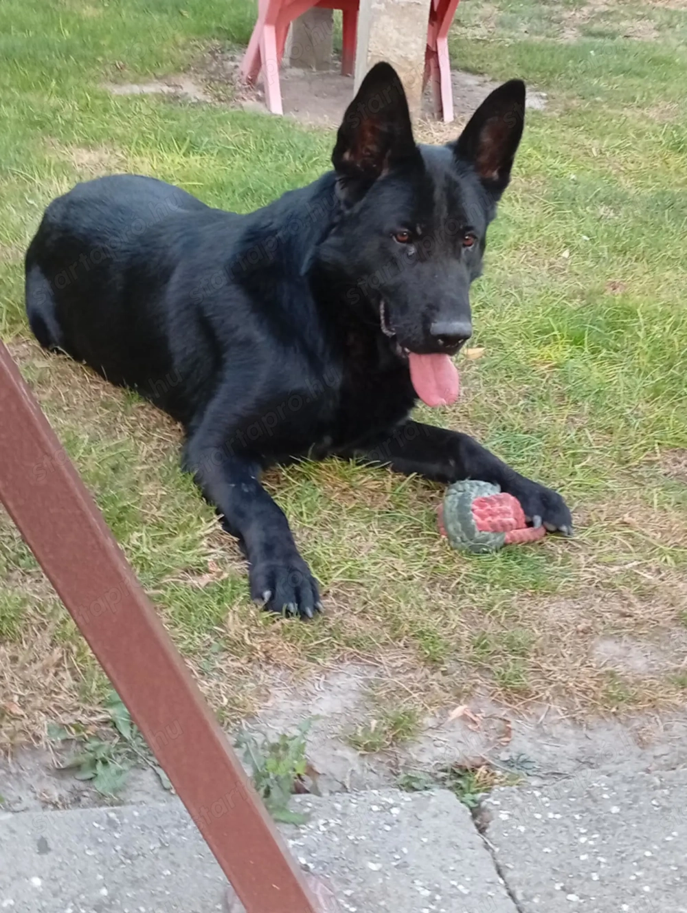 Német juhász fajtatiszta kutya eladó németjuhász 