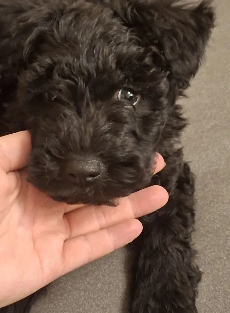 Eladó törzskönyves pumi kiskutyák 