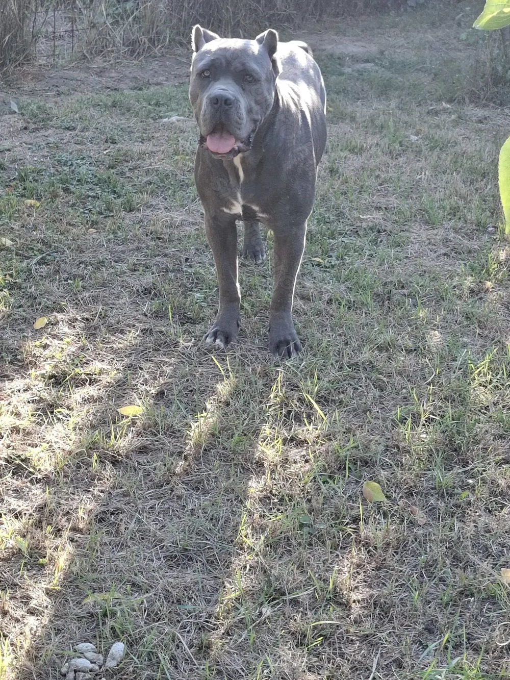 Cane Corso 15 hónapos , szürke szuka gazdikereső! Érdeklődni telefonon! 06 20 5024909 