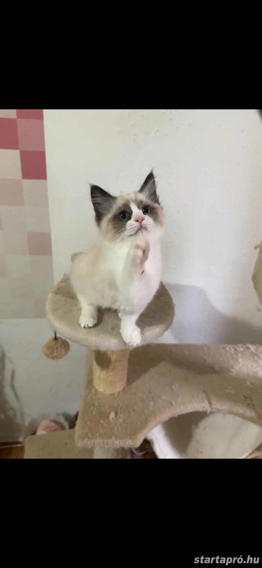Ragdoll babám álom gazdit keres:)