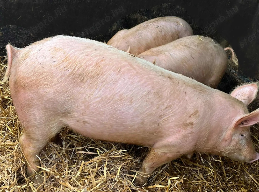 Süldők költöznék 