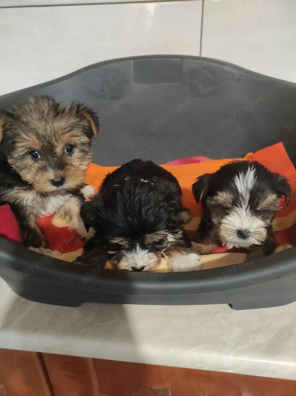 Pici méretű yorki csajok