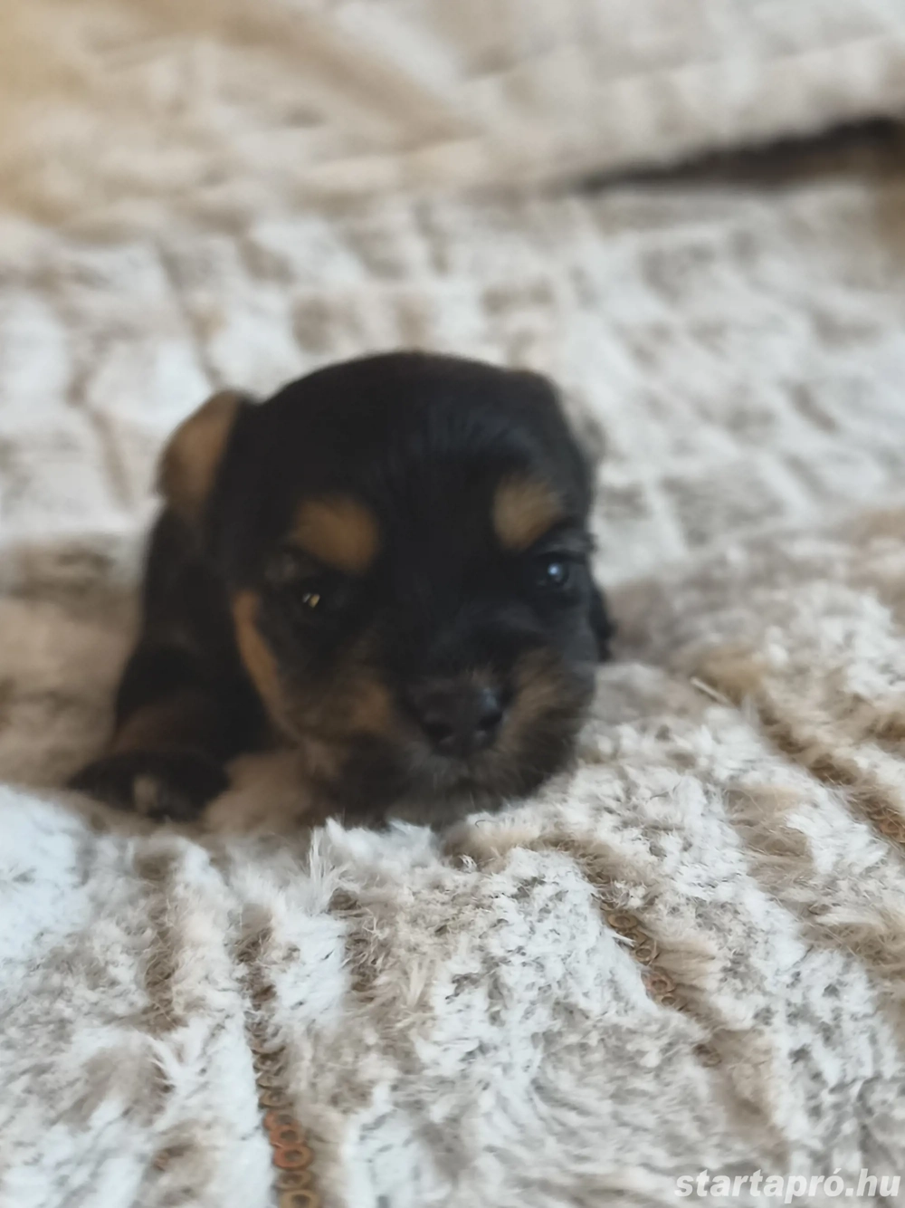 yorkshire terrier kis kutyák 