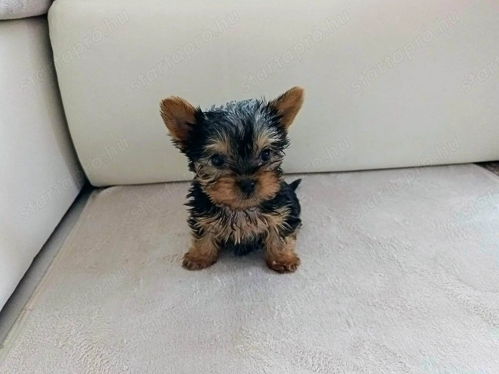 Kisméretű yorki
