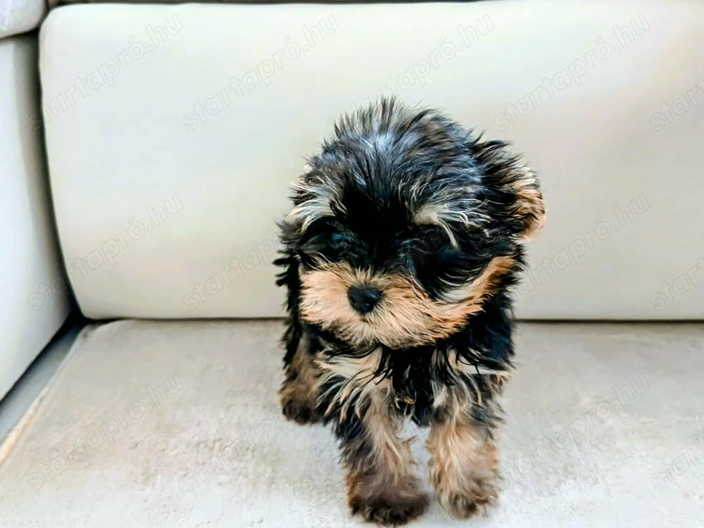 Kisméretű yorkik