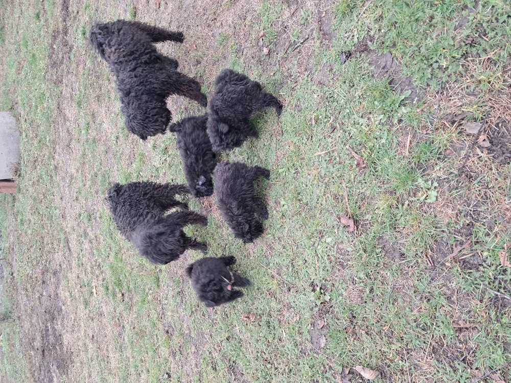 Puli kölykök gazdát keresnek