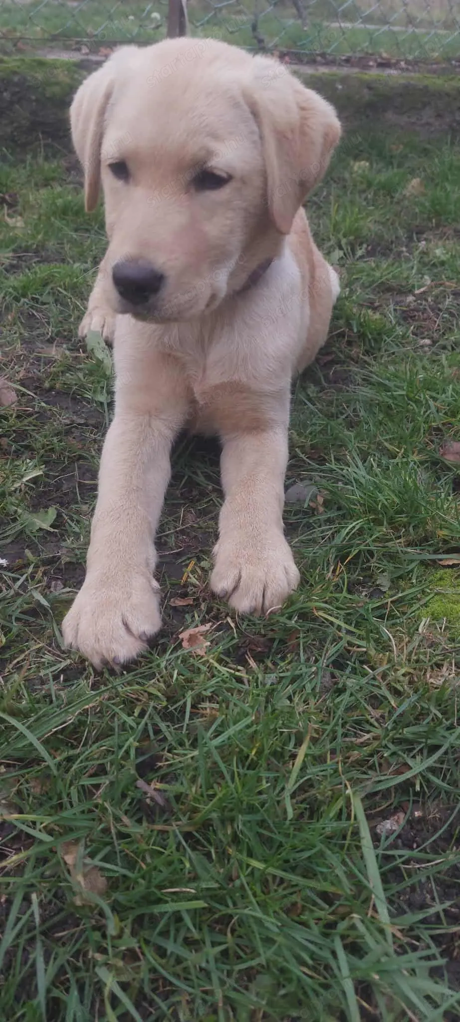 Labrador kölyök eladó 