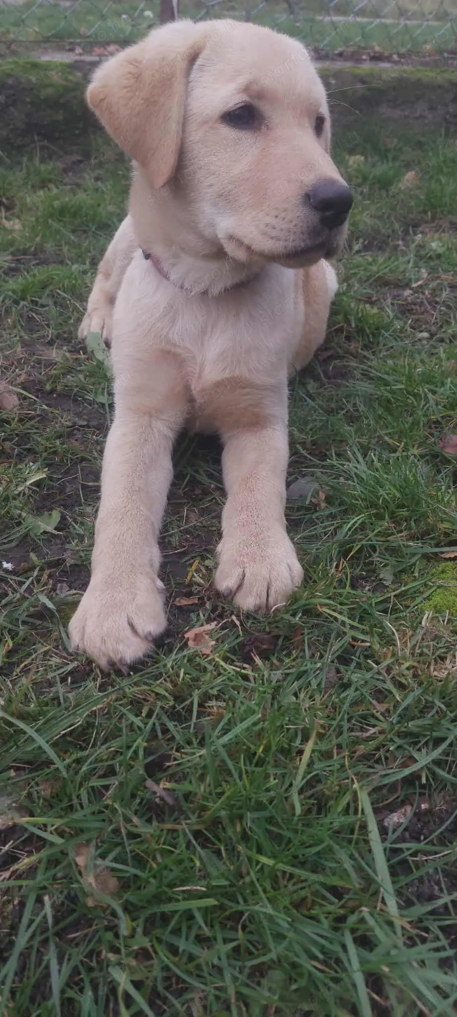 Eladó  fajta tiszta labrador retriever 