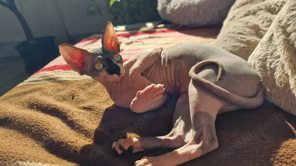 Eladó szfinx nőstény macska