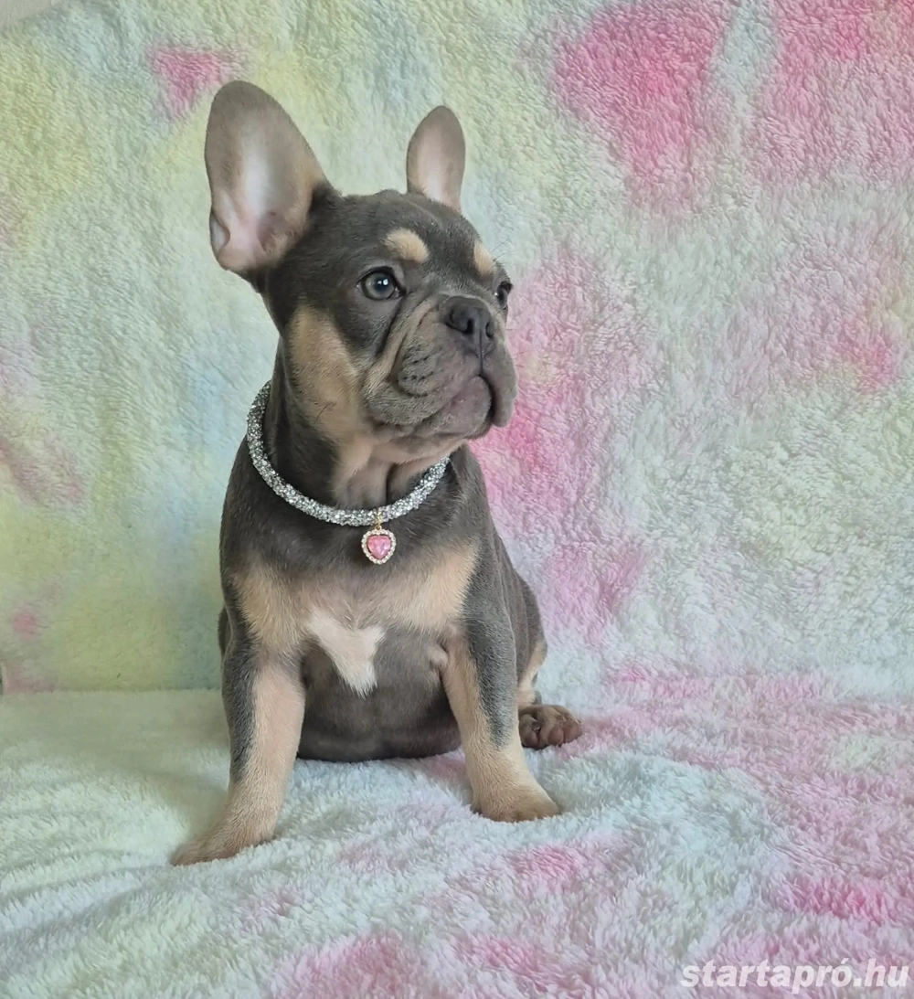 francia bulldog kislány