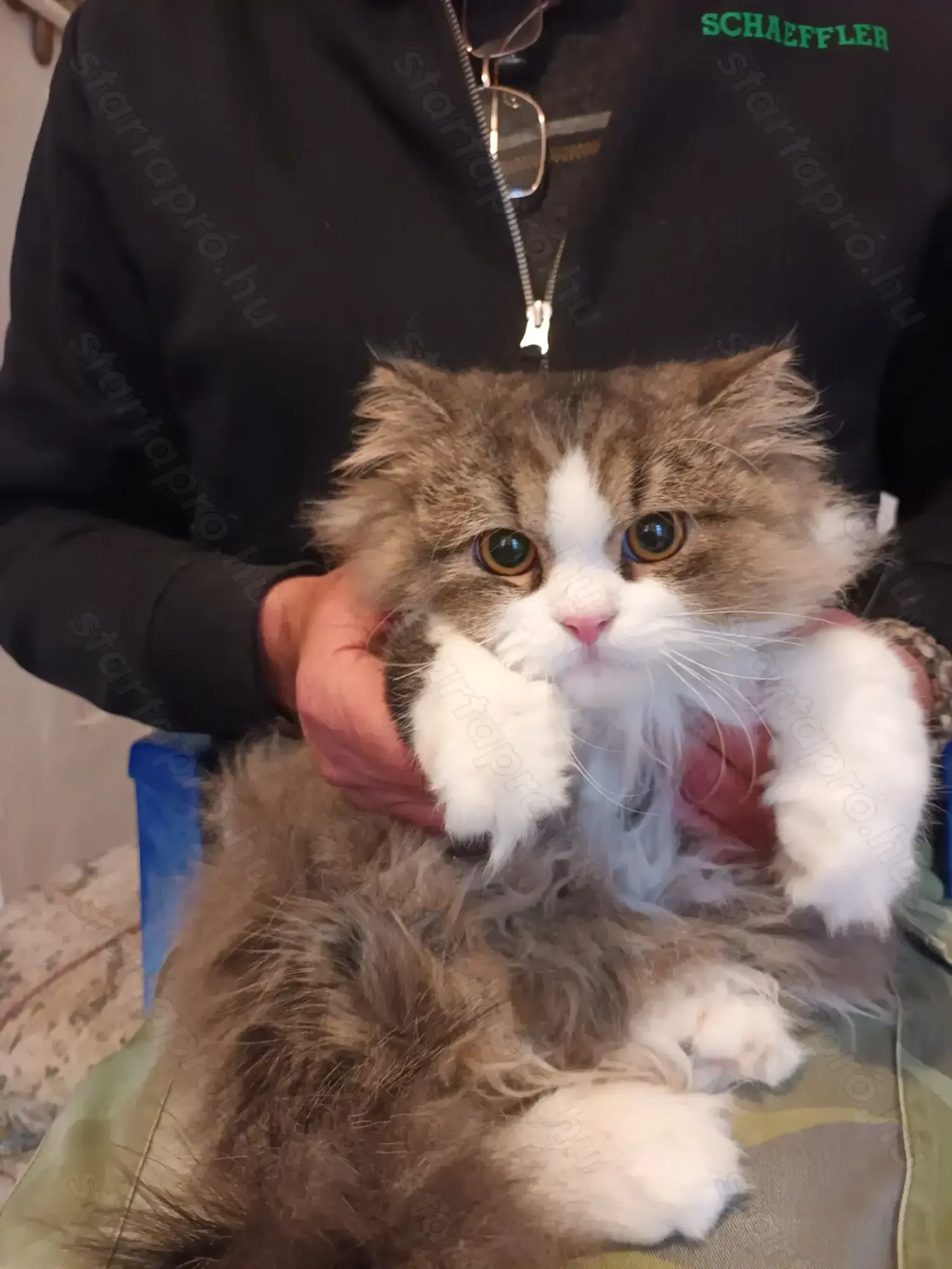 Perzsa kandur cica eladó!!