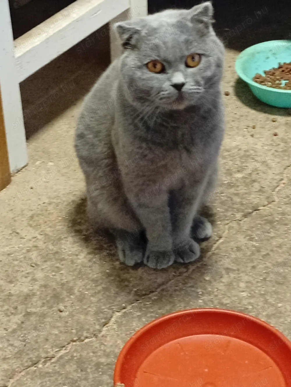 Brit kék cica elvihető.