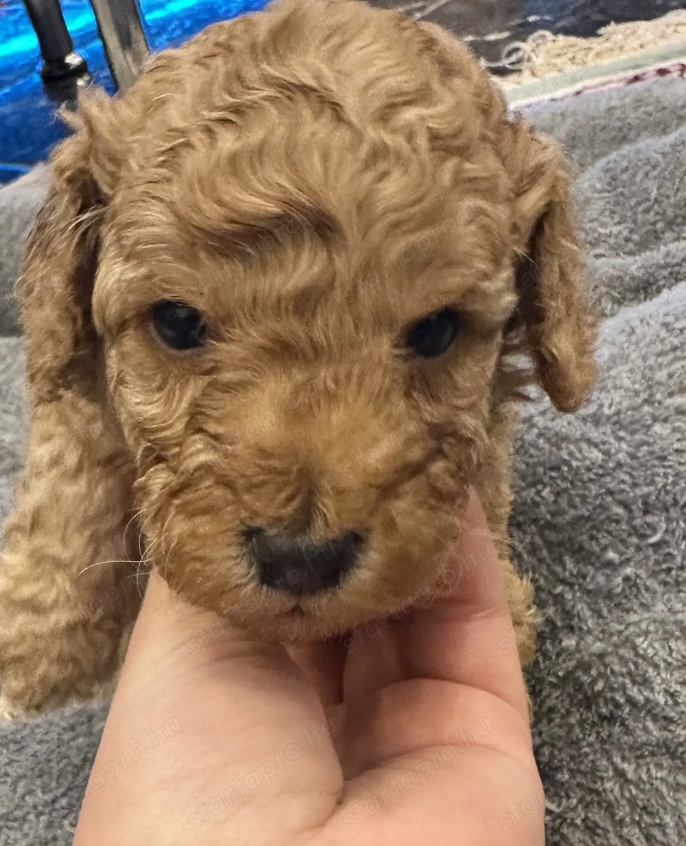 Törpe uszkárok gazdit keresnek