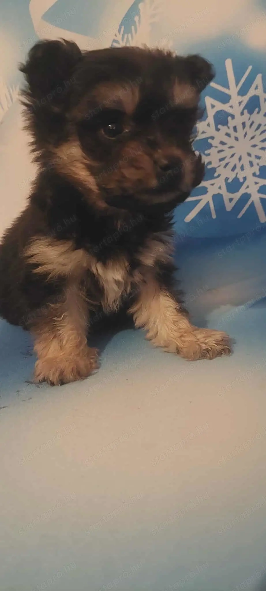 9hetes bishon havanese kislány keresi gazdiját 