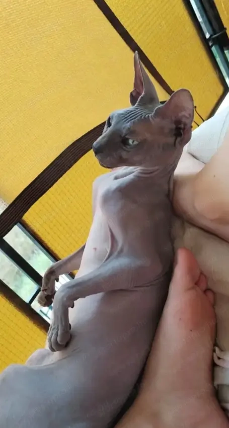 Szfinx macska eladó 