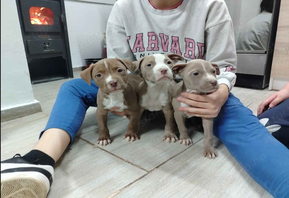 Amerikai bully kőlyők kutya 