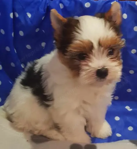 Yorkshire  terrier Yorki biewer 2,5 hónapos kisfiú és kislány 2 x oltva, gazdit keres!