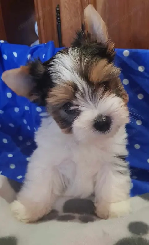 Yorki  Yorkshire  Biewer 2,5 hónapos kisfiú és kislány gazdit keres 2 x oltva! Azonnal is vihető!