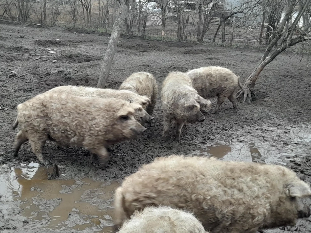 Mangalica süldők, hízók eladók