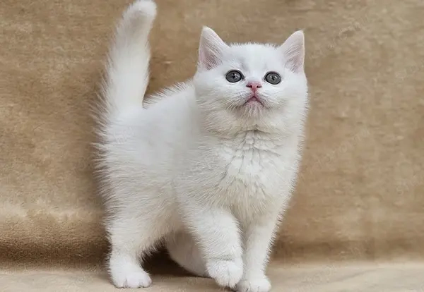 Hófehér brit rövidszőrű kiscicák tenyésztőtől eladók