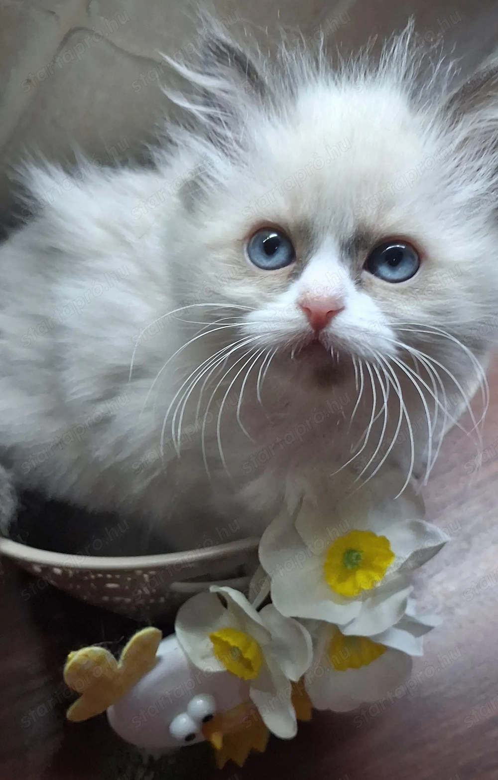 Eladó Ragdoll kiscicák