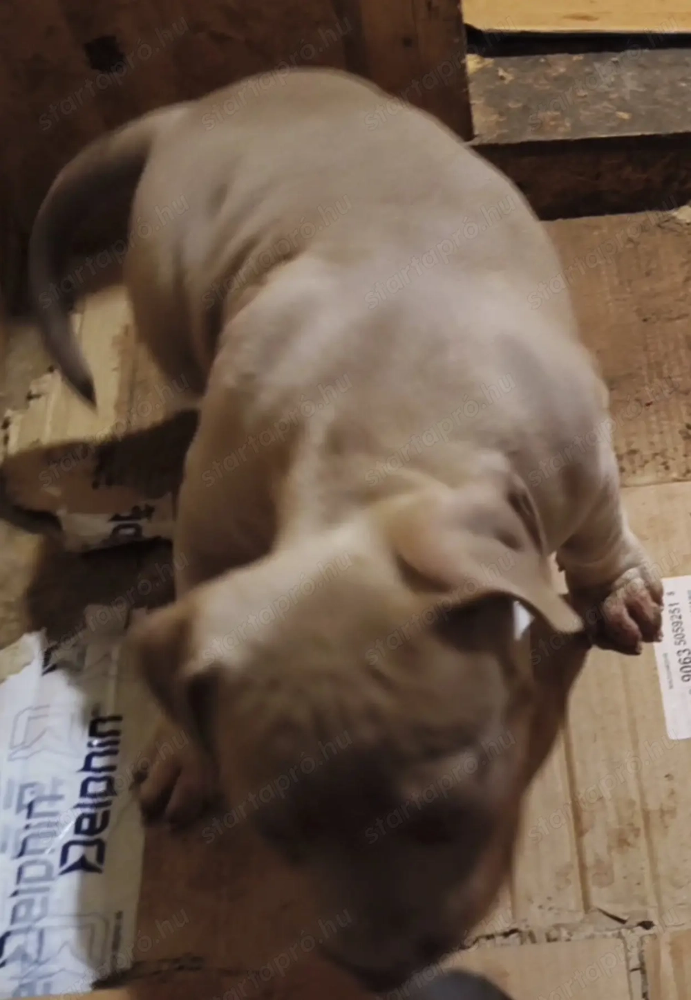 Növendék kis kutyák. Eladók 