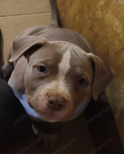 Kiskutyák. Új gazdit keresnek .