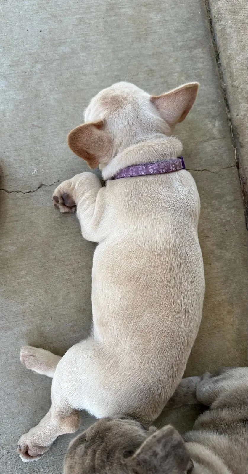 Imádnivaló francia bulldog kölykök   Új otthonra várnak!