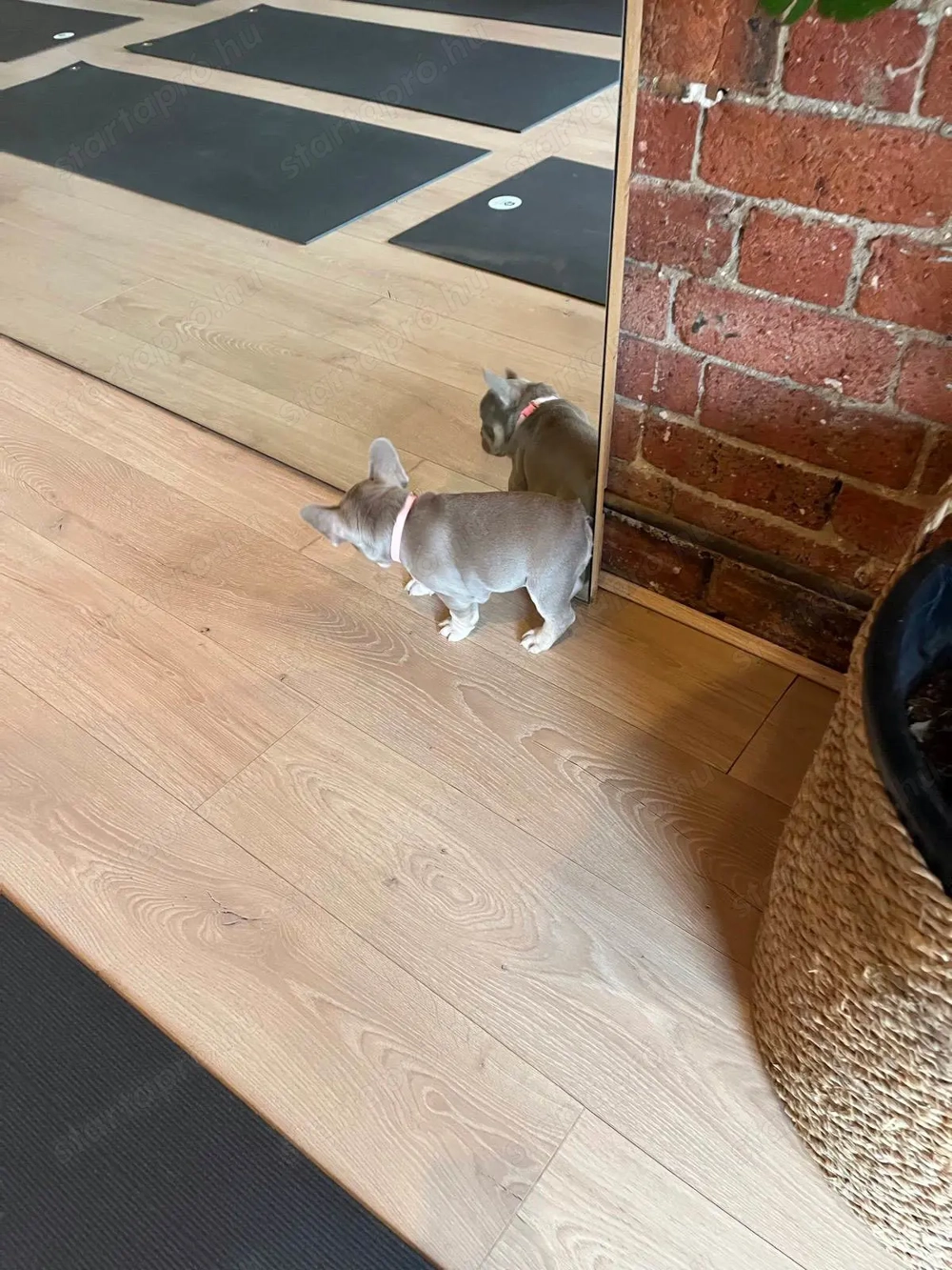 Imádnivaló francia bulldog kölykök   Új otthonra várnak!