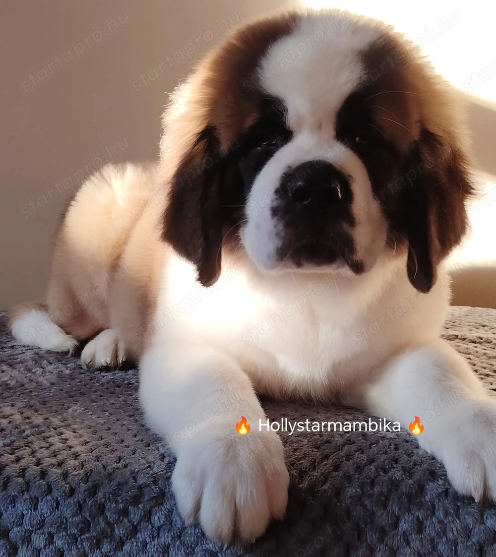 Minőségi Bernáthegyi kiskutyák! Garanciás Tenyészetből 