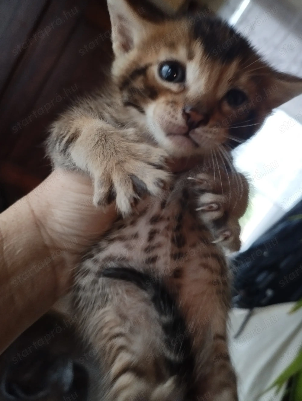 Beng li abesszin cicusok