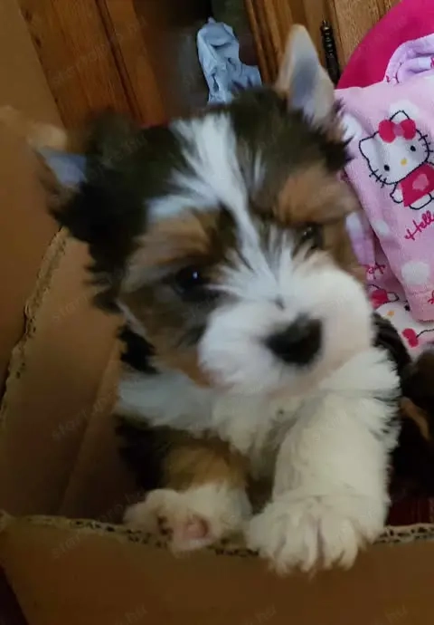  Yorkshire  Yorki  Biewer kicsi kislány és kisfiú 2,5 hónapos  2 x oltva gazdit keres!