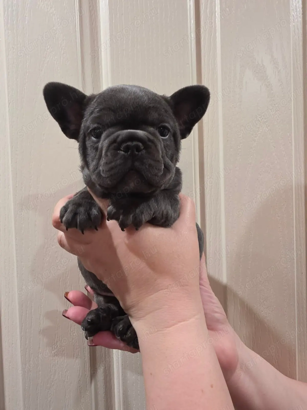 Imádnivaló francia bulldog kölykök   Új otthonra várnak!