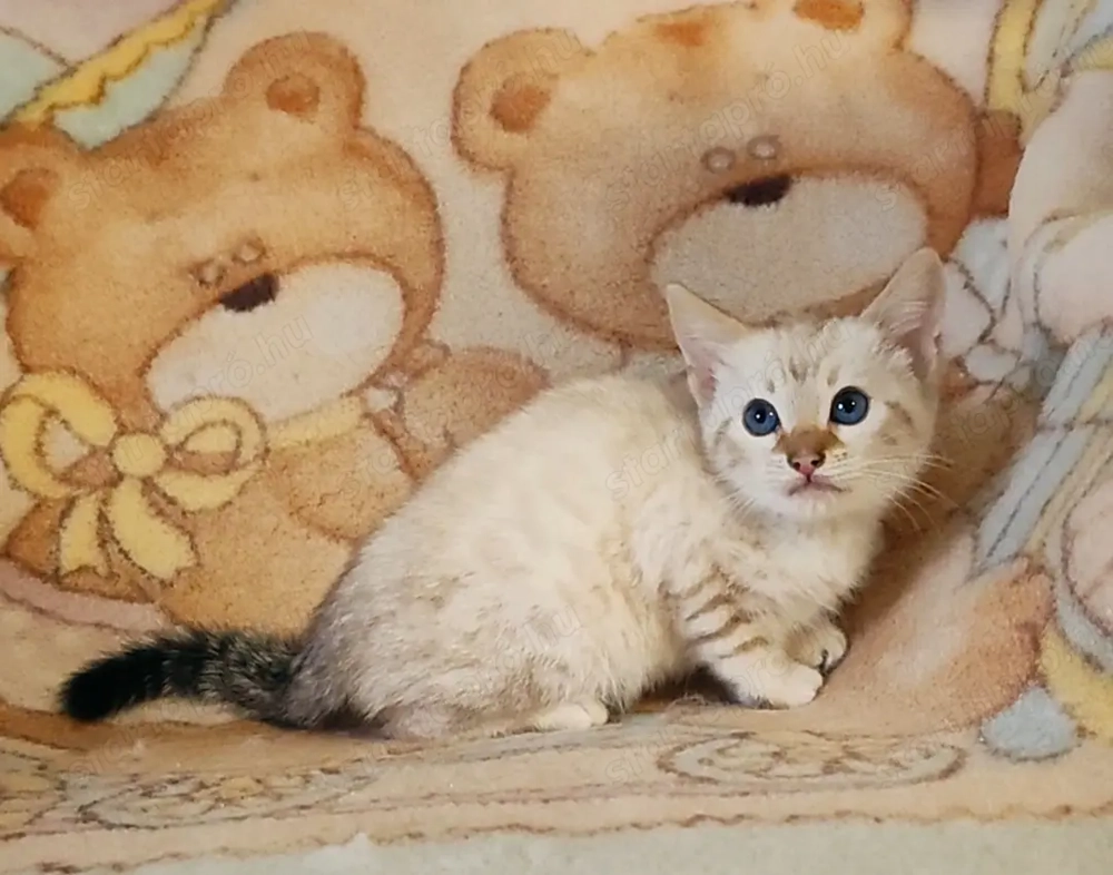 Bengáli kiscicák tenyésztőtől 