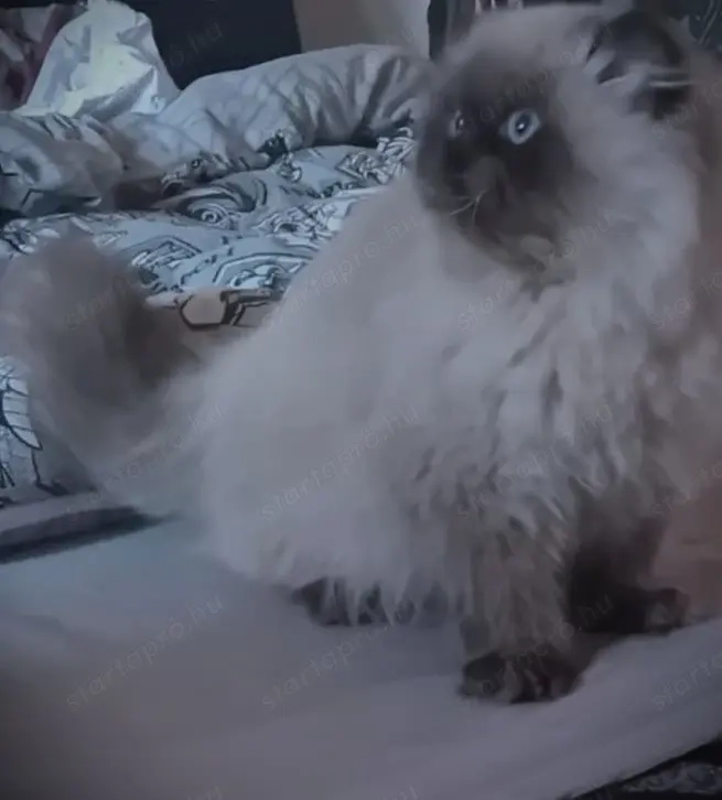 Törzskönyvezett EZÜST-sheal-point-color gyönyörű HIMALÁJA PERZSA !