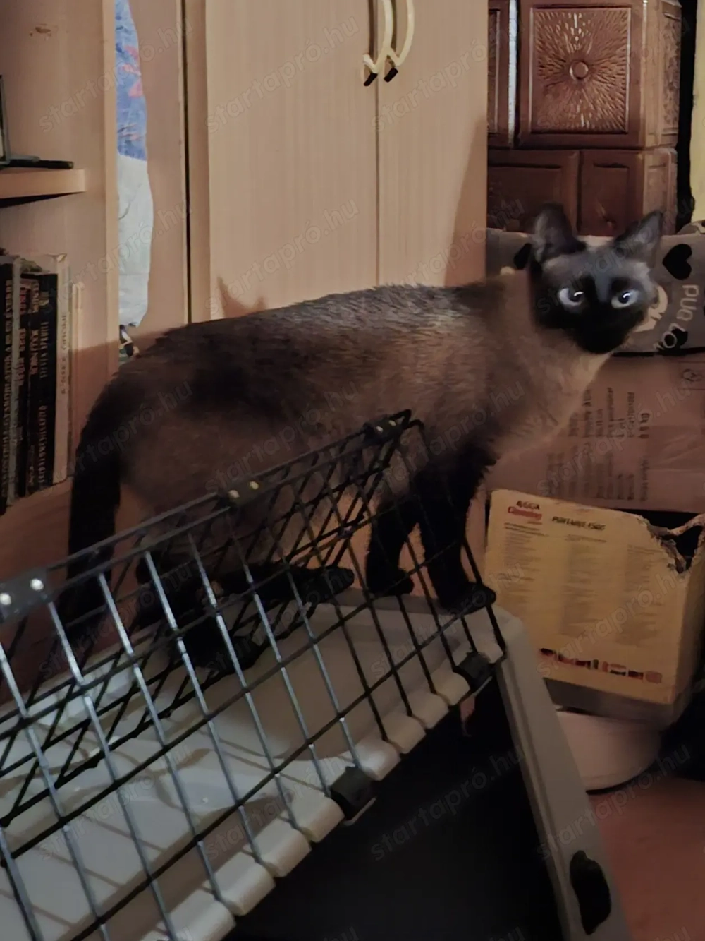 Thai tradicionális sziámi cica ( eredeti thai tradicionális,nem az új tenyésztésű)  gazdit keres