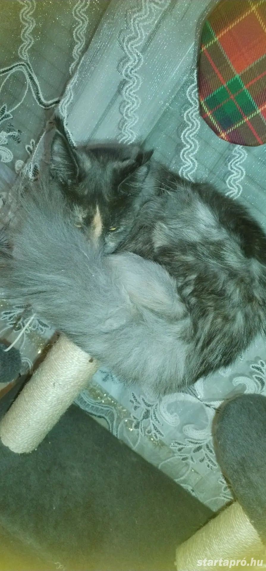 Maine Coon macska 