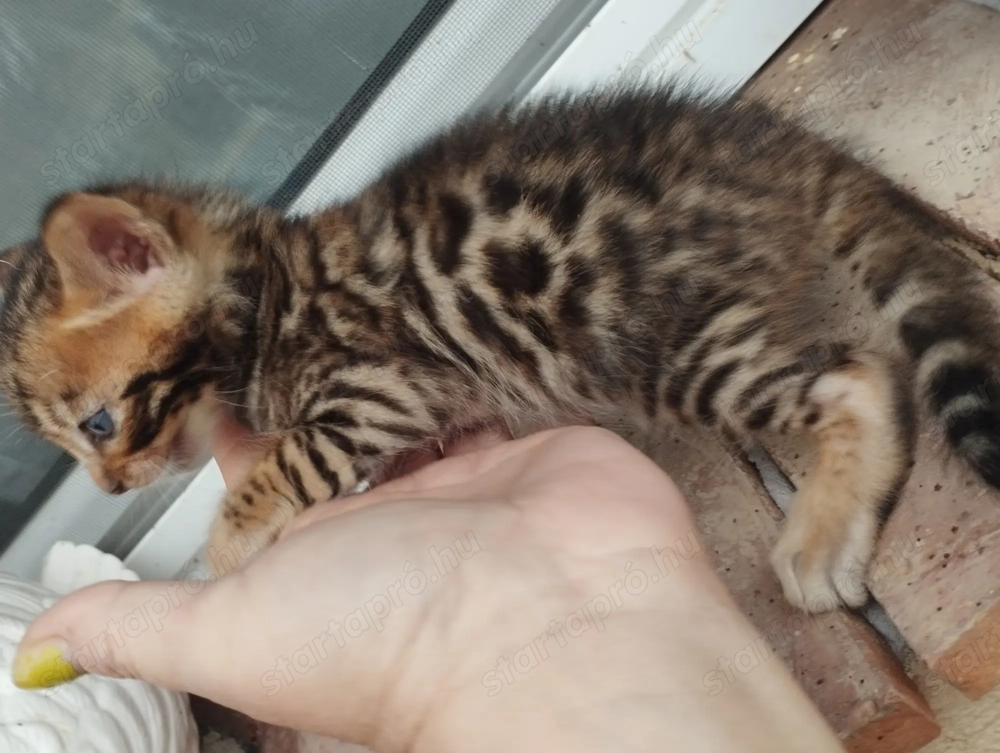 Beng li abesszin kiscic k