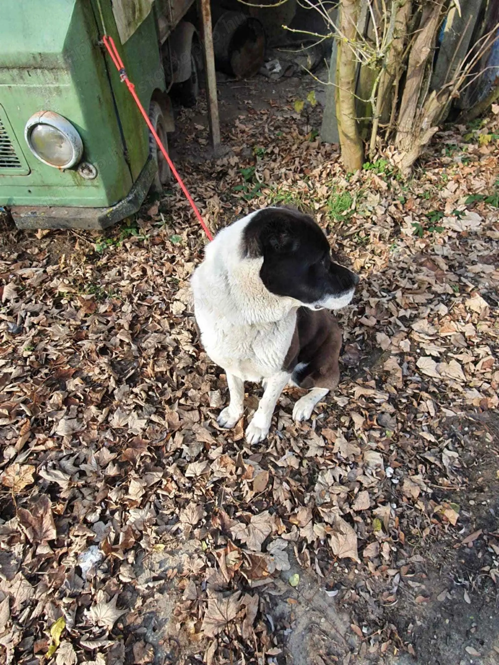 Közép Ázsiai juhászkutya