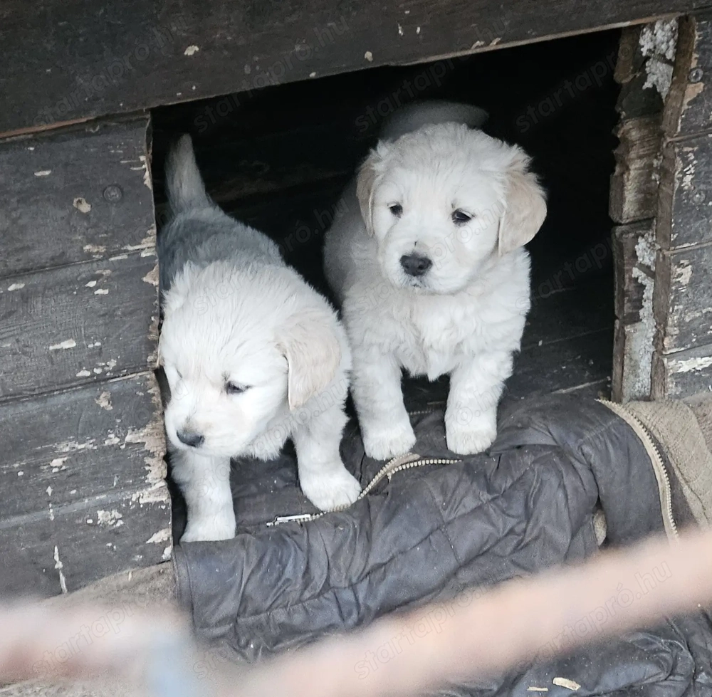 8hetes golden kiskutya