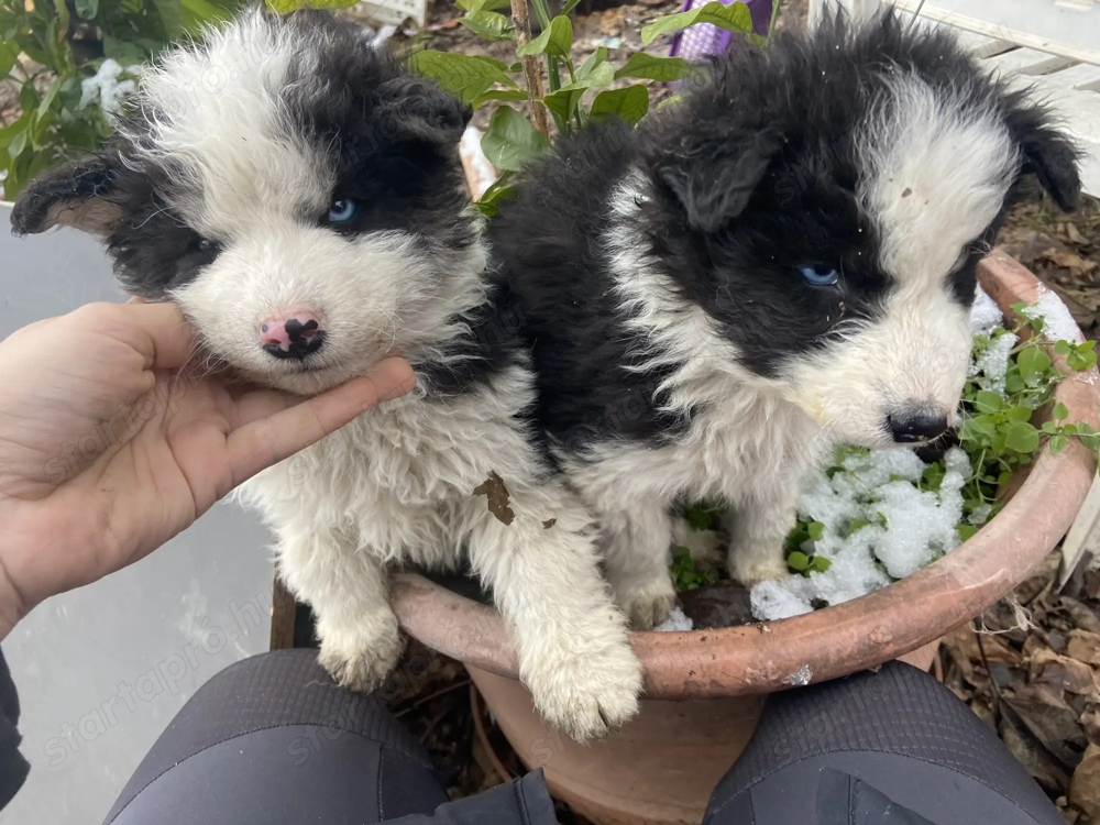 Border collie kisfiúk