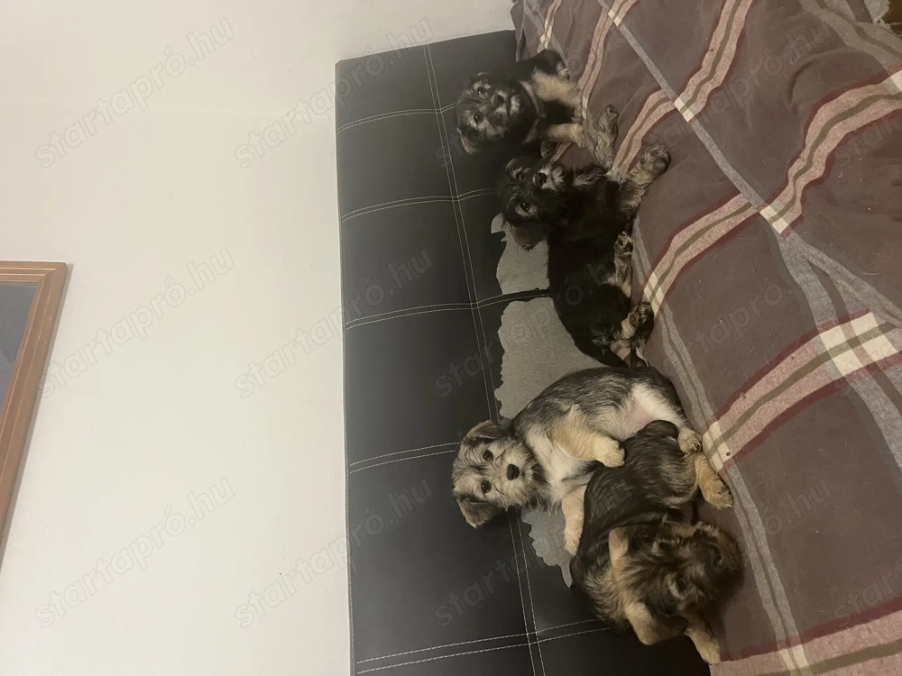 Snauzer keverék kiskutyák költöznének!