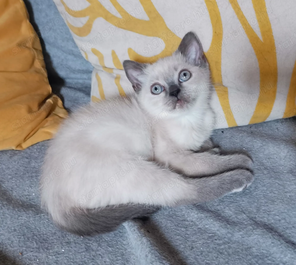 Brit kiscicák karácsonyra! 