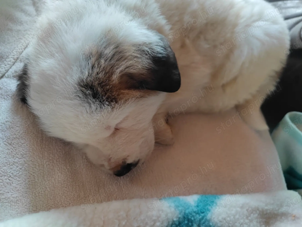 Közép-ázsiai juhászkutya kiskutya